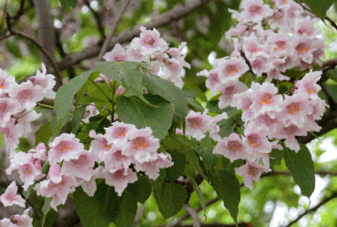 楸树（花）