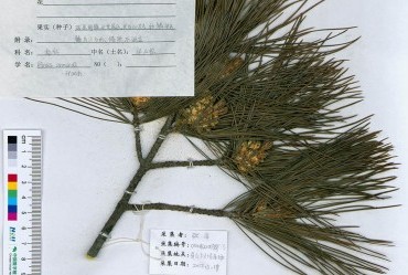 华山松
