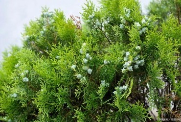 济南市历下区千佛山苗圃北侧侧柏